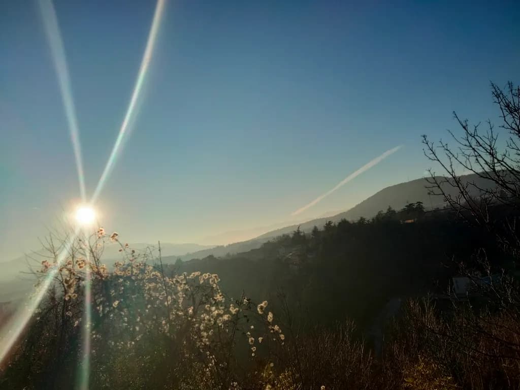 Mountain Sunlit Bloom