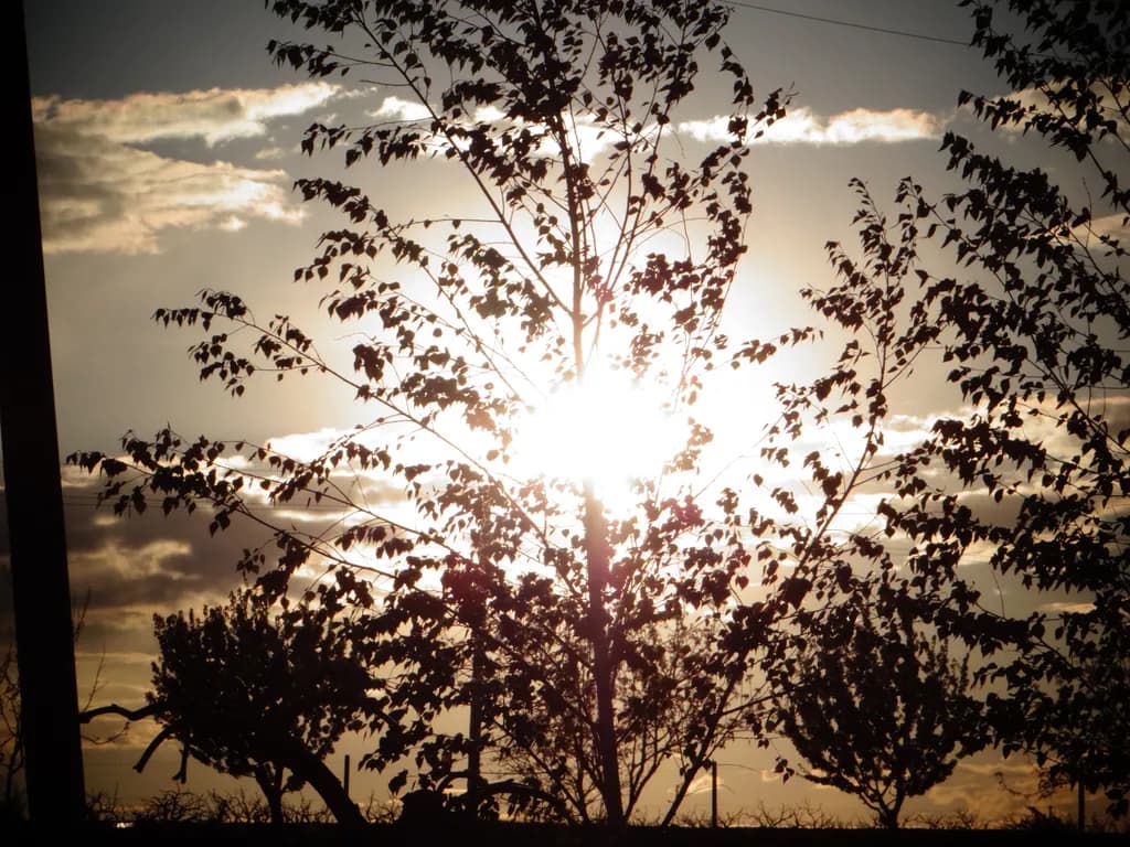 Sunlit Tree Silhouette