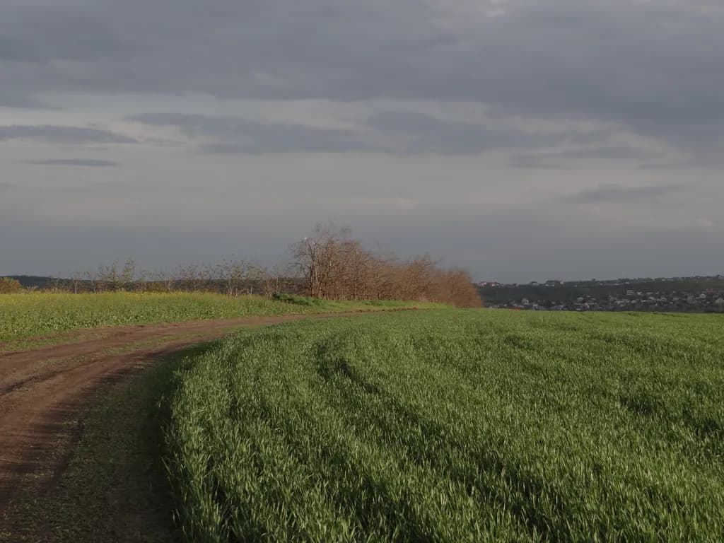 Field Path Under Gray Skies