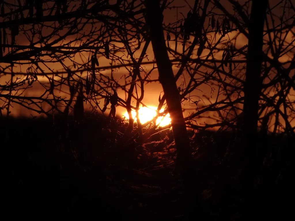 Sunset Through Bare Branches