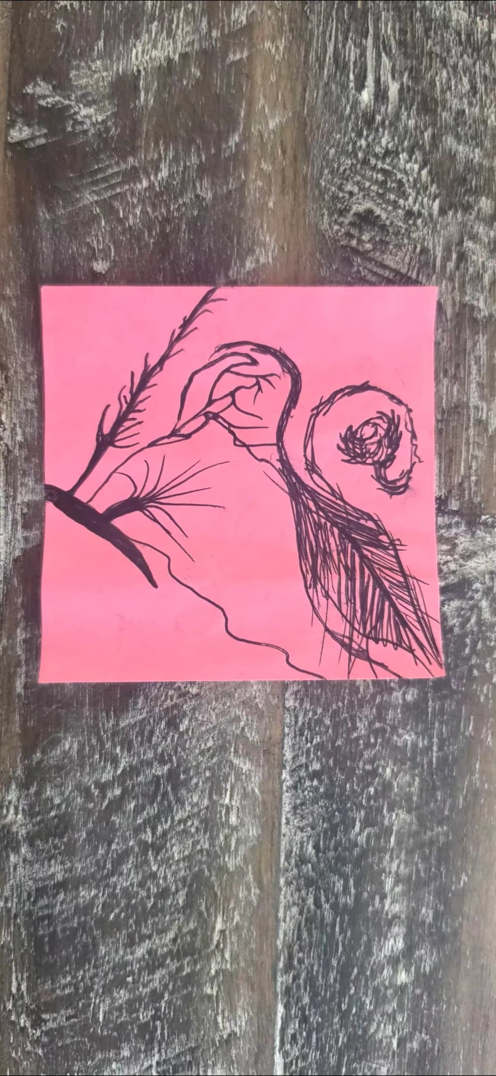 Pink Rose Sketch