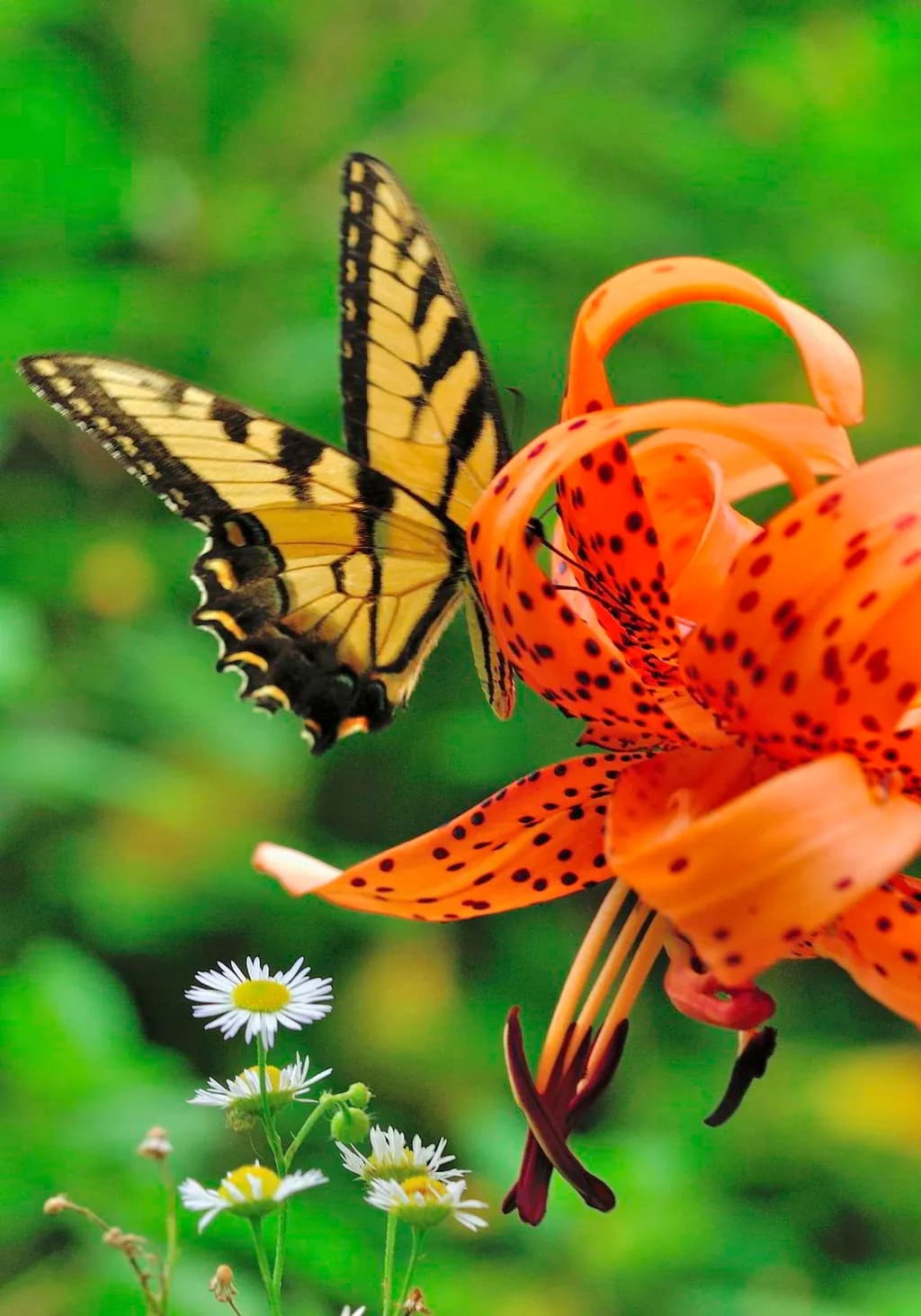 Butterfly and Tiger Lily 1