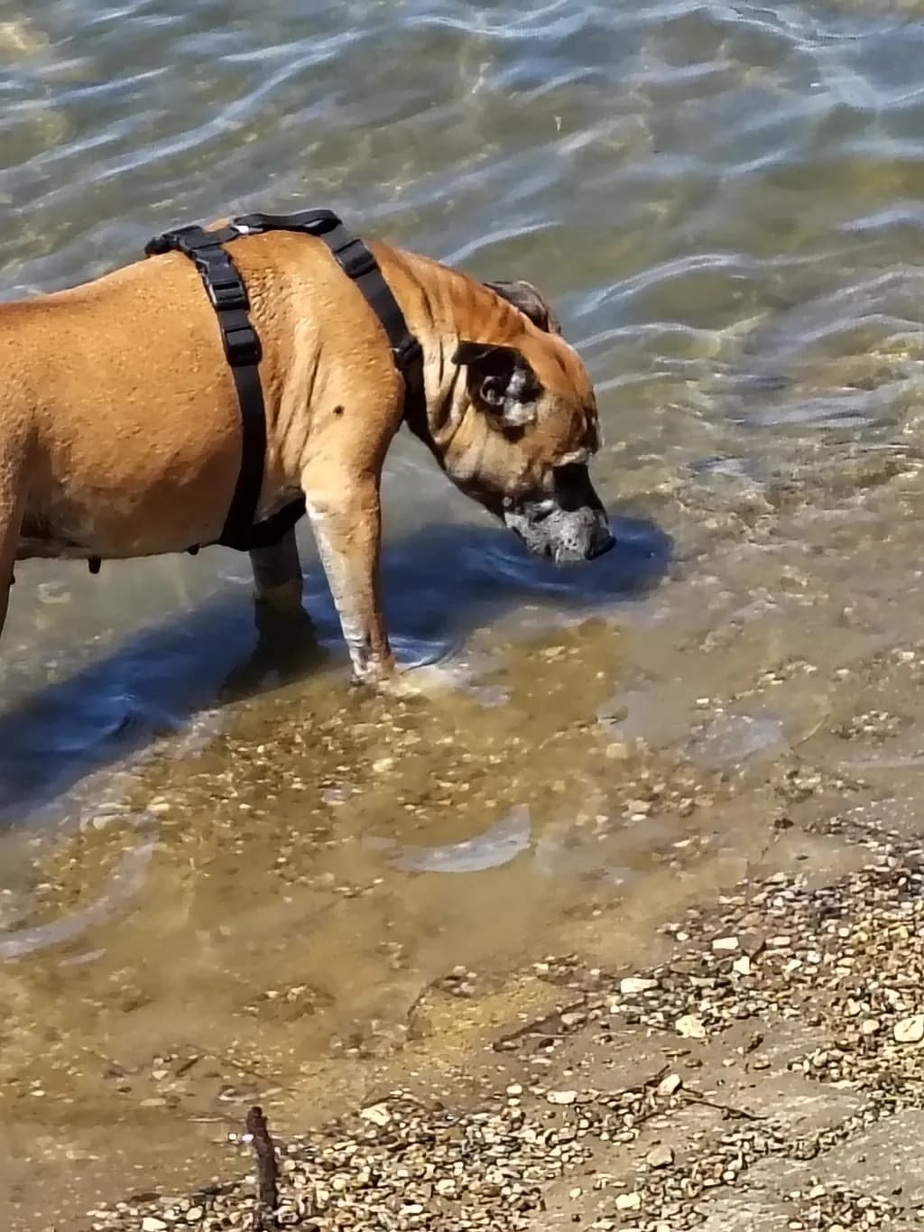 Dog in Shallow Water