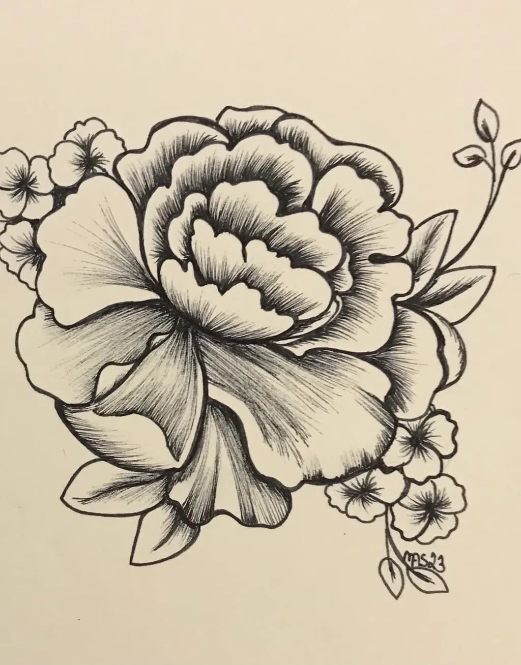 Peony Blossom Study