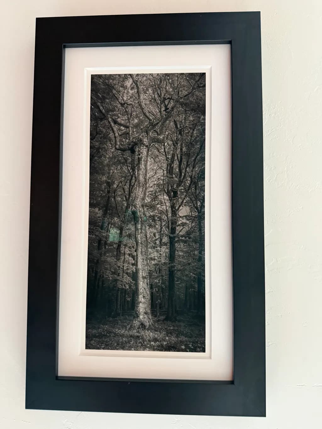 Forest Canopy Study