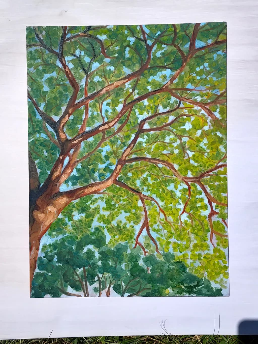 Canopy Branches