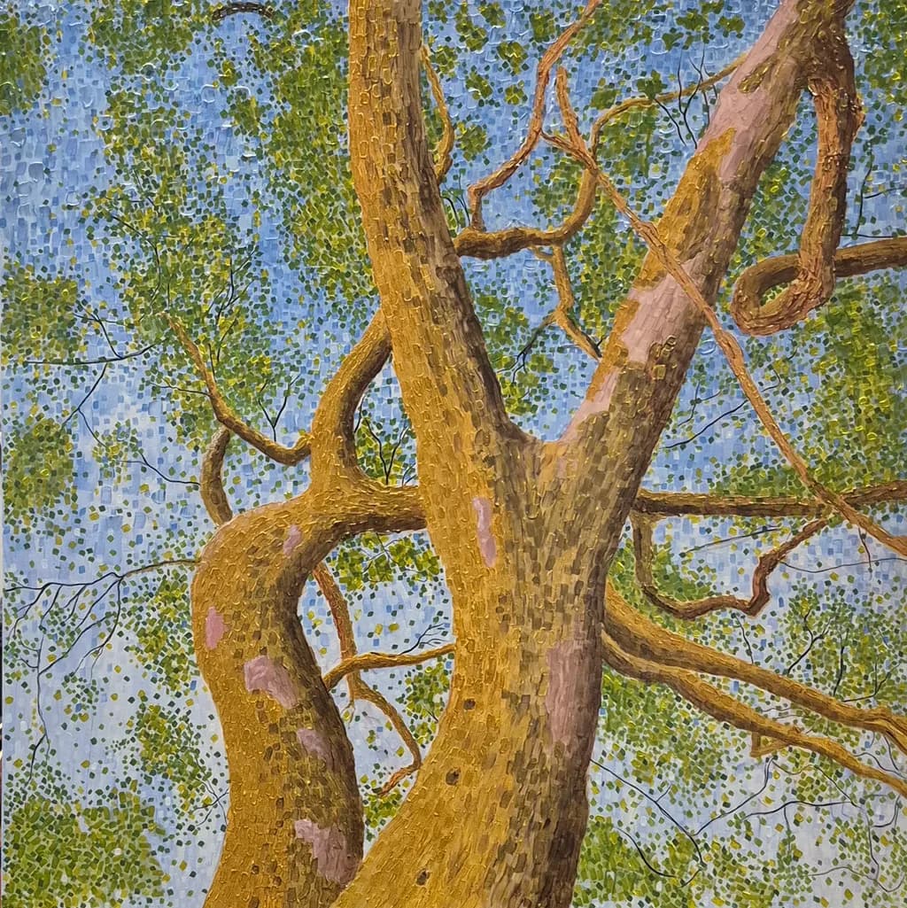 Gumtree Canopy
