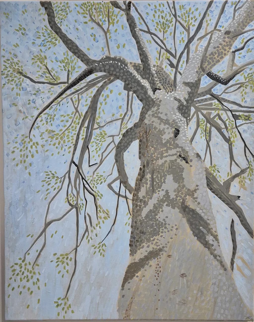 Gumtree Canopy