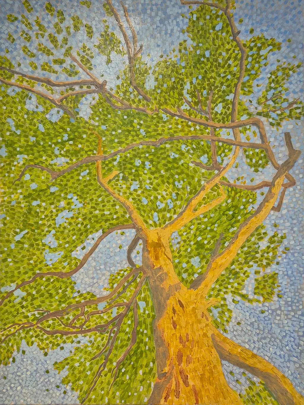 Gumtree Canopy