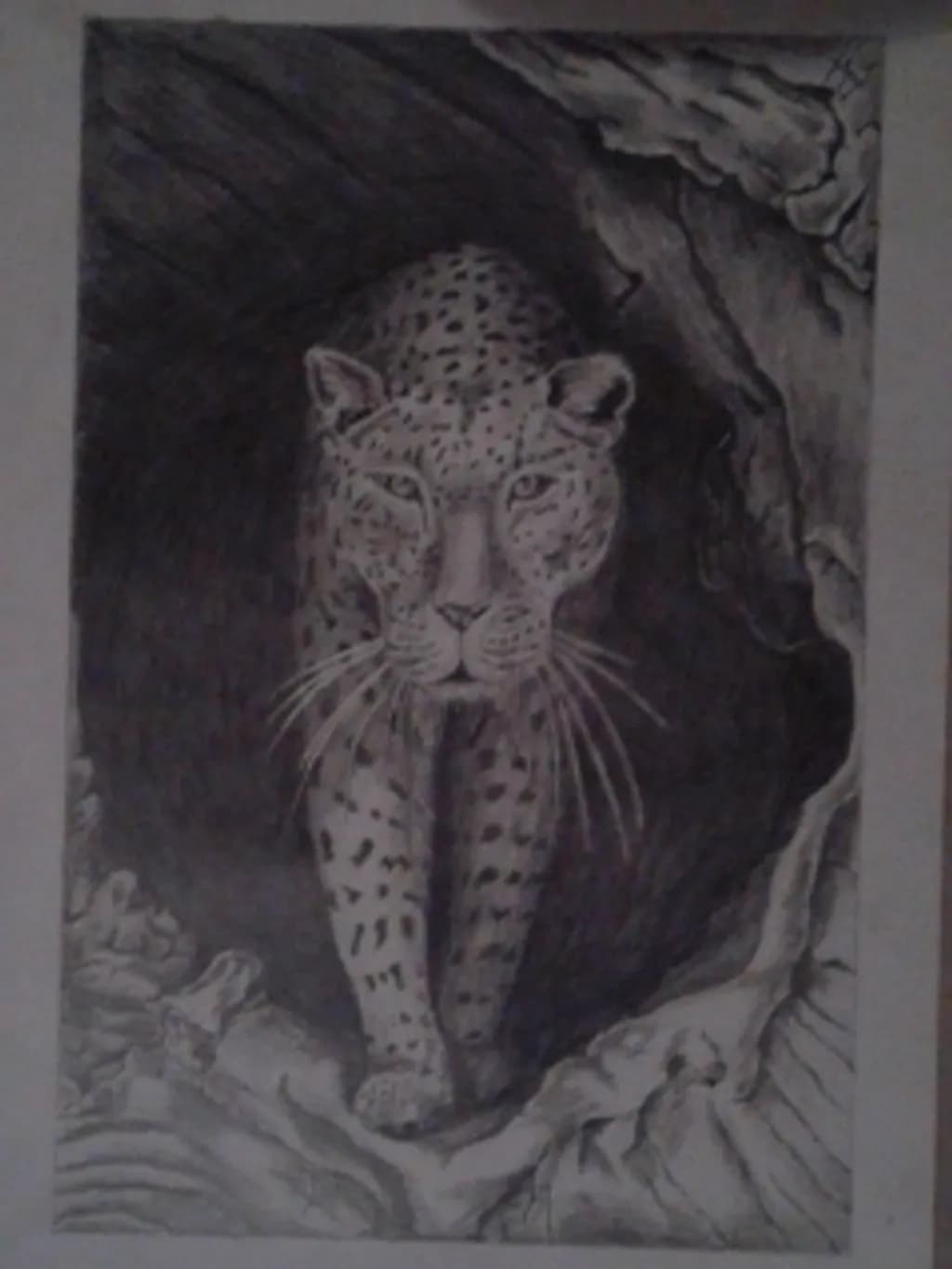 Leopard in the Shadows