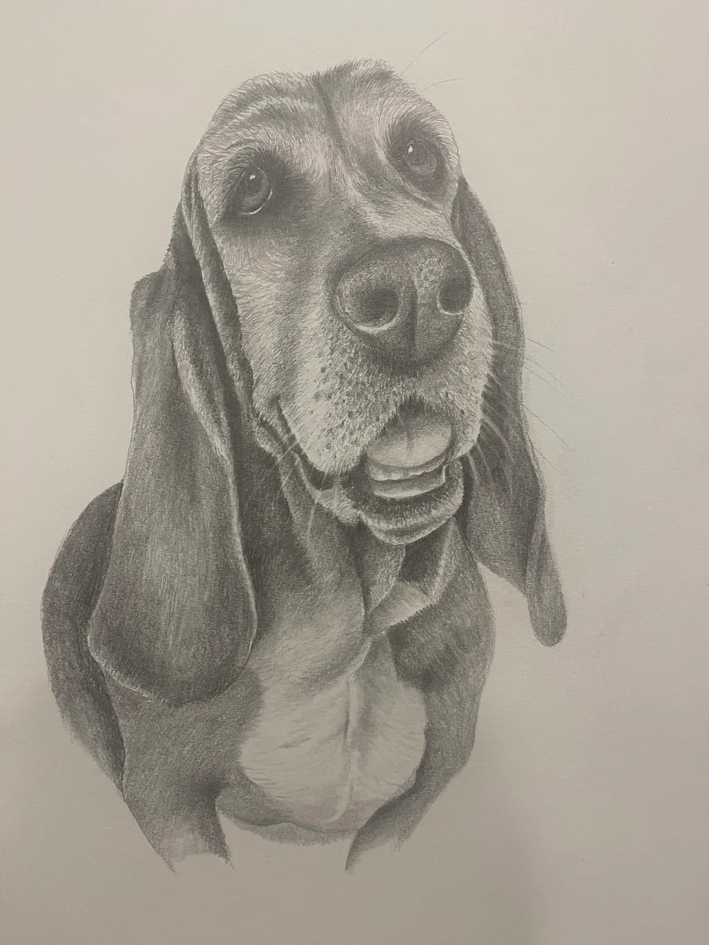 Hound’s Honest Gaze