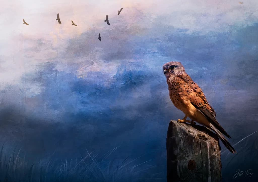 Kestrel at Dusk