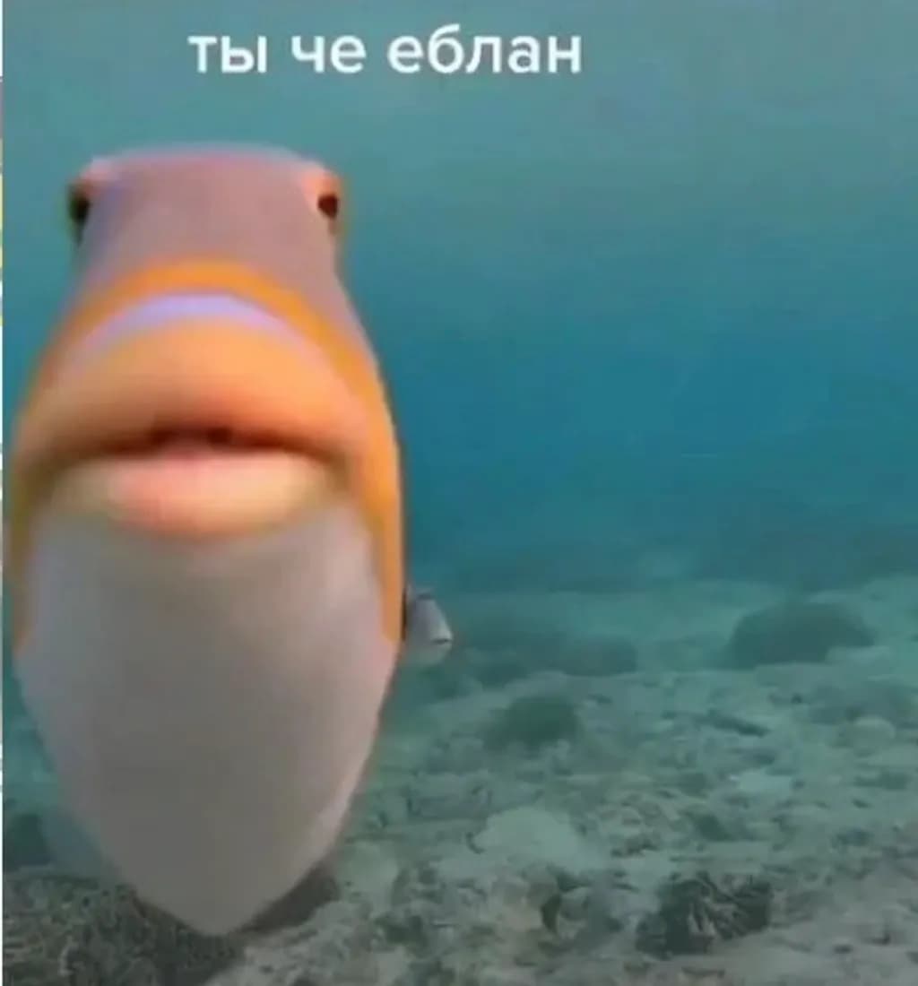 Deadpan Underwater Fish