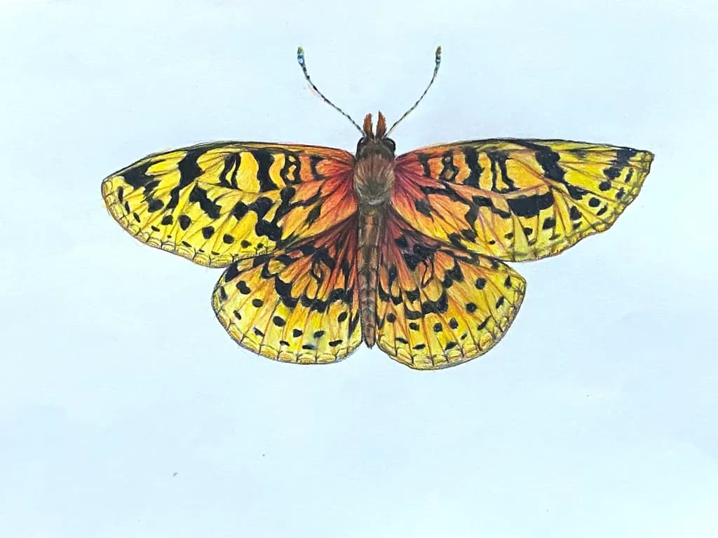 Golden Moth Butterfly