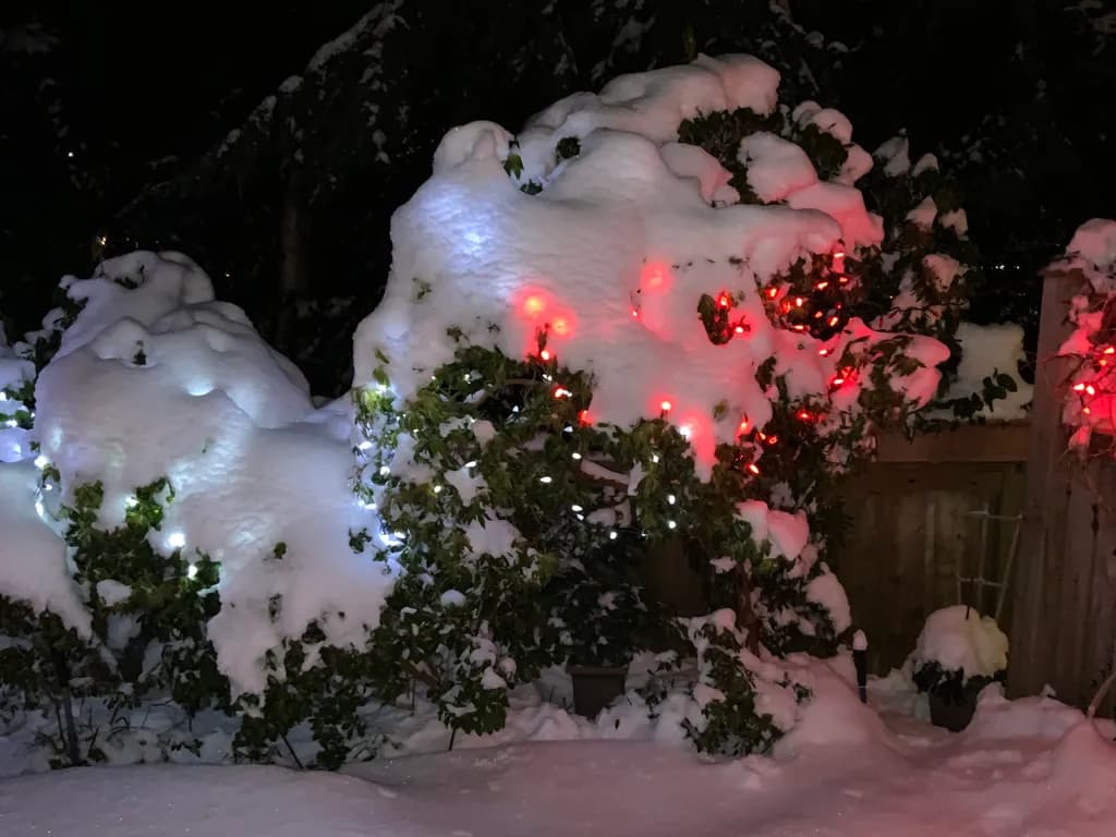 Snowlit Garden Lights