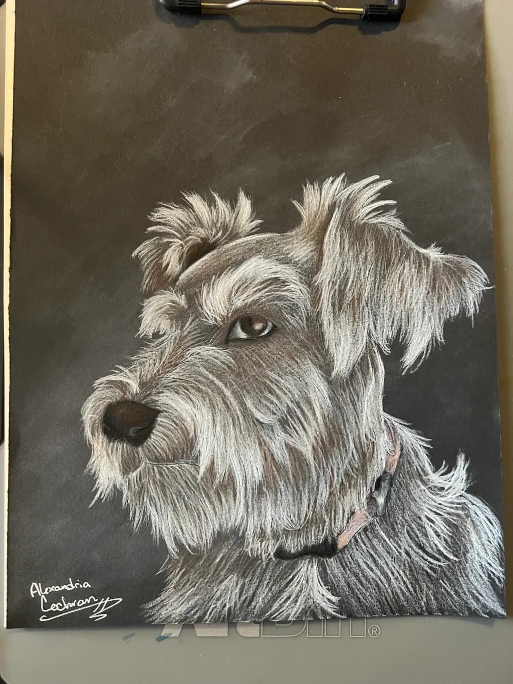 Shaggy Dog Portrait