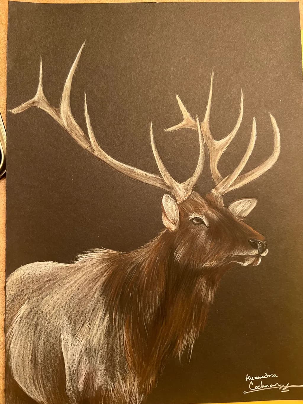 Majestic Elk Portrait