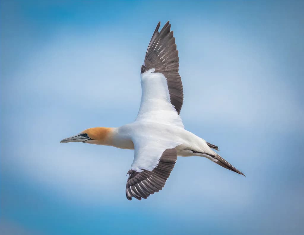 Gannet in Full Flight