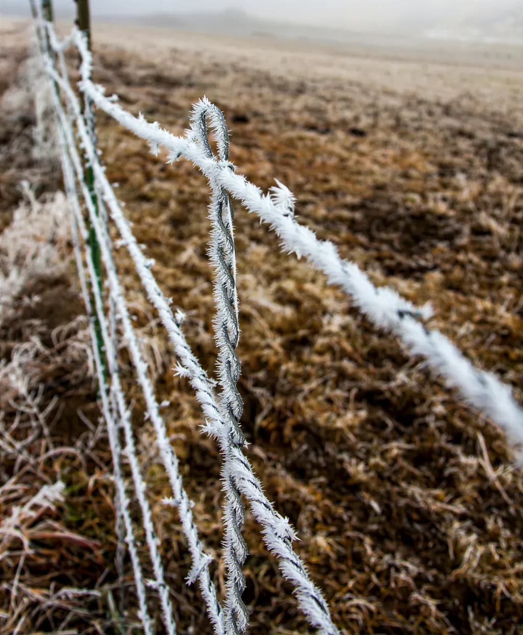 Barbed Wire Frost