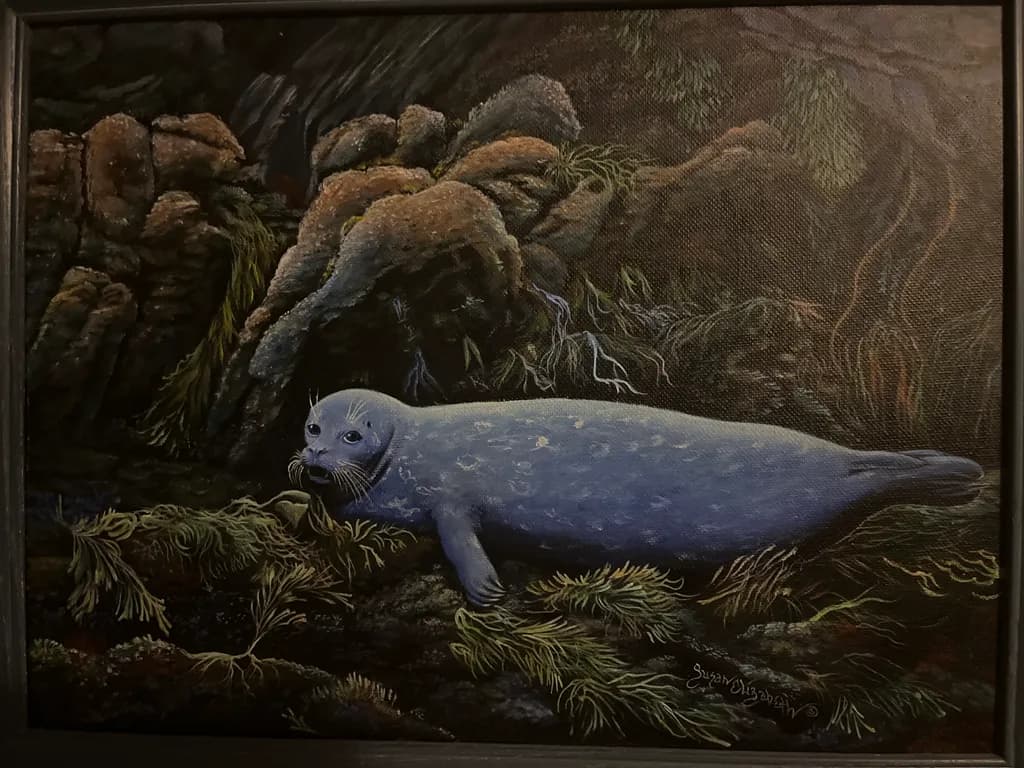 Rockbound Seal Pup