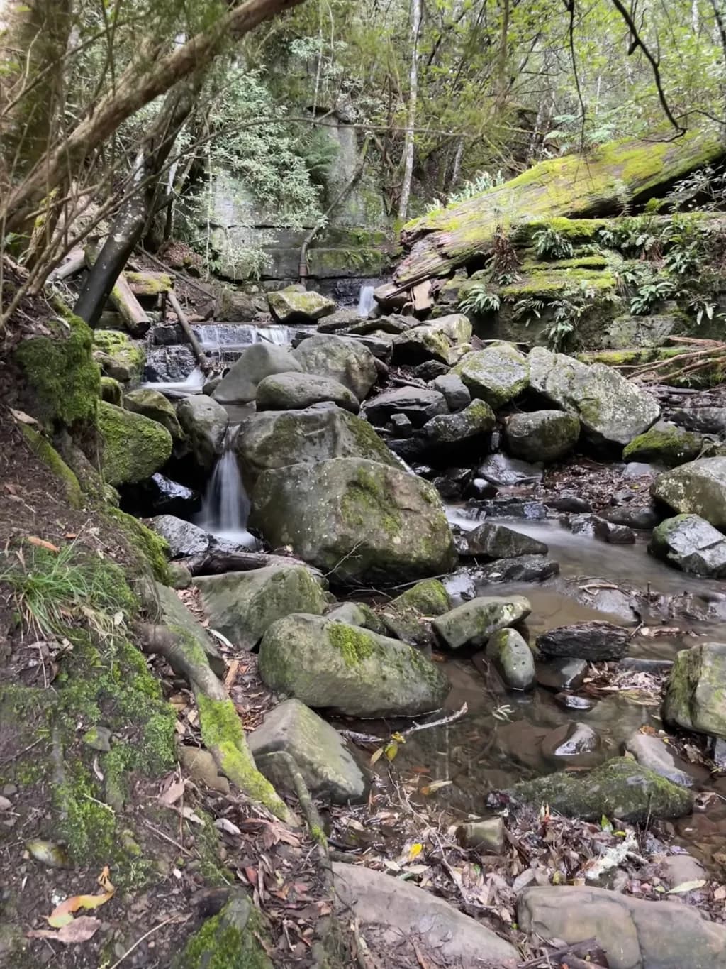 Mossy Forest Stream