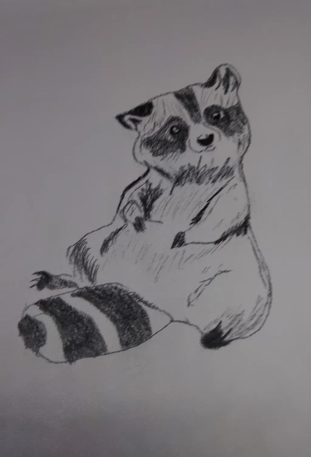 Seated Raccoon