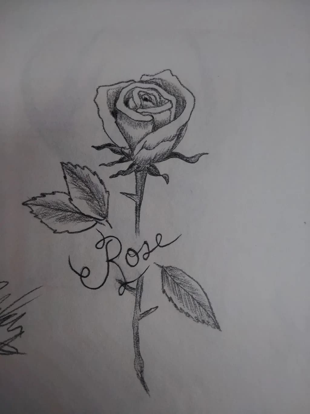 Graphite Rose