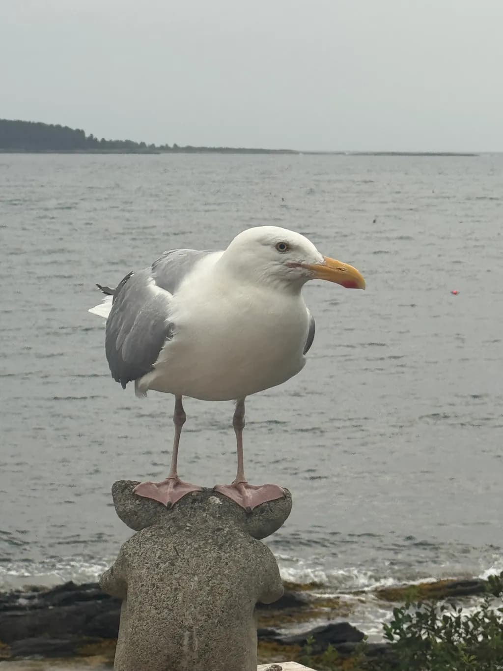 Seaside Gull Sentinel