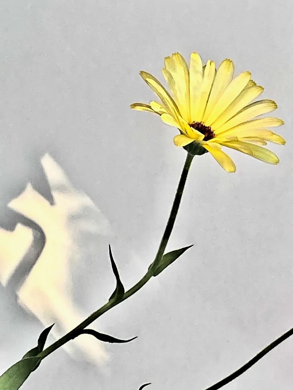 Yellow Flower Study
