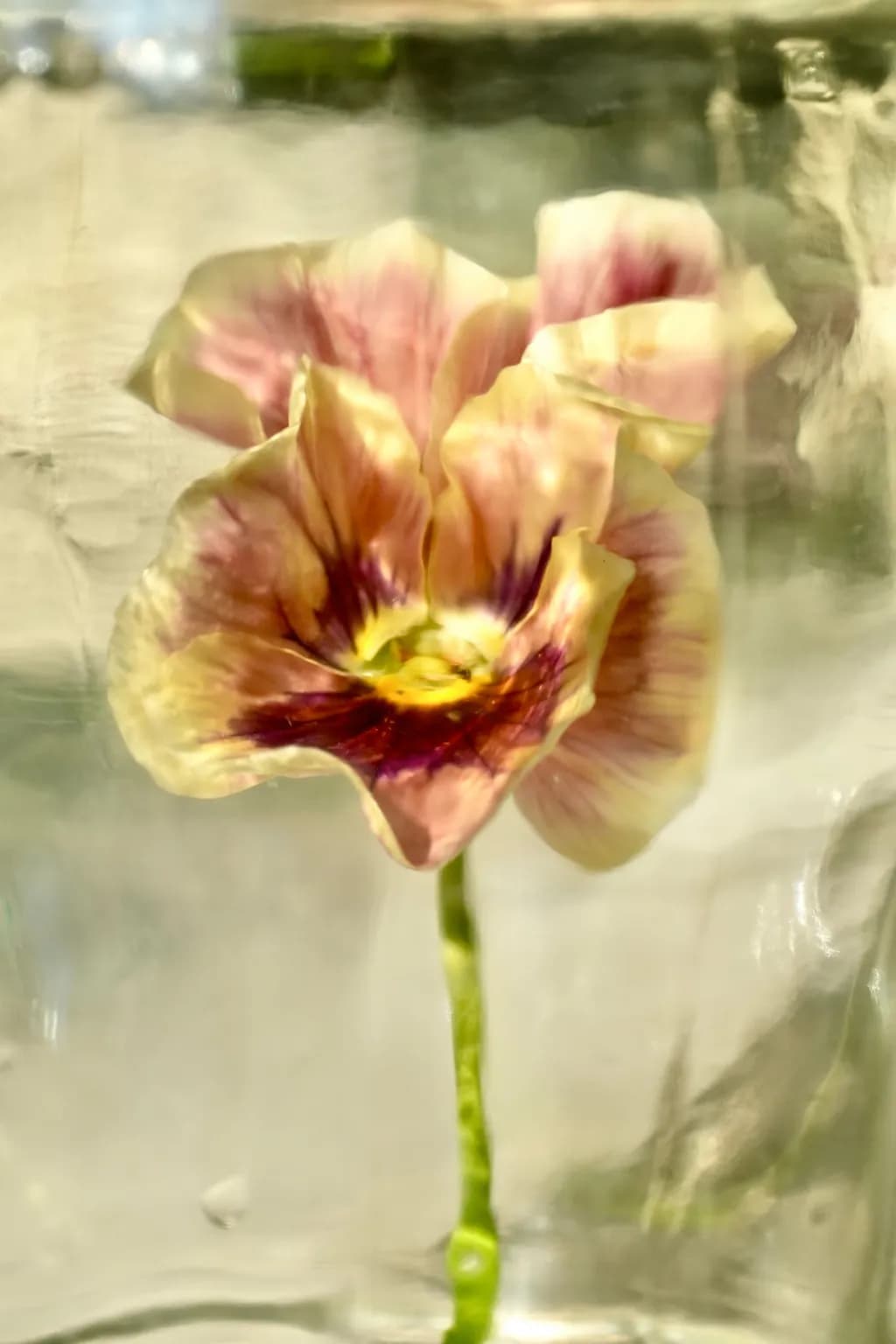 Golden Flower Reflection