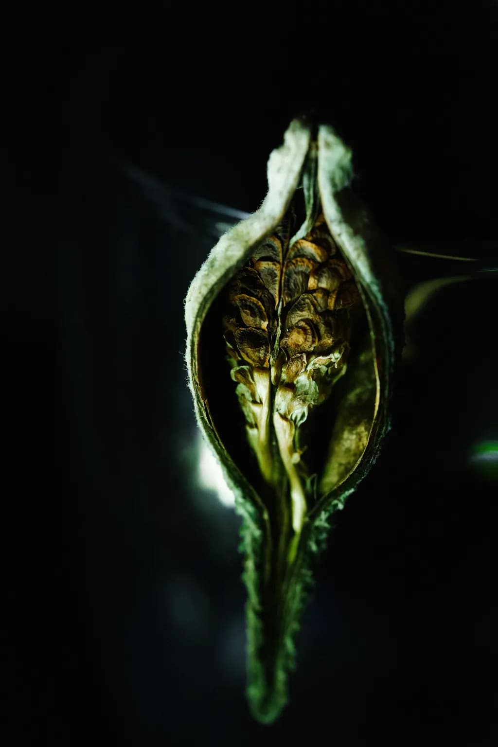 Seedpod in Shadow