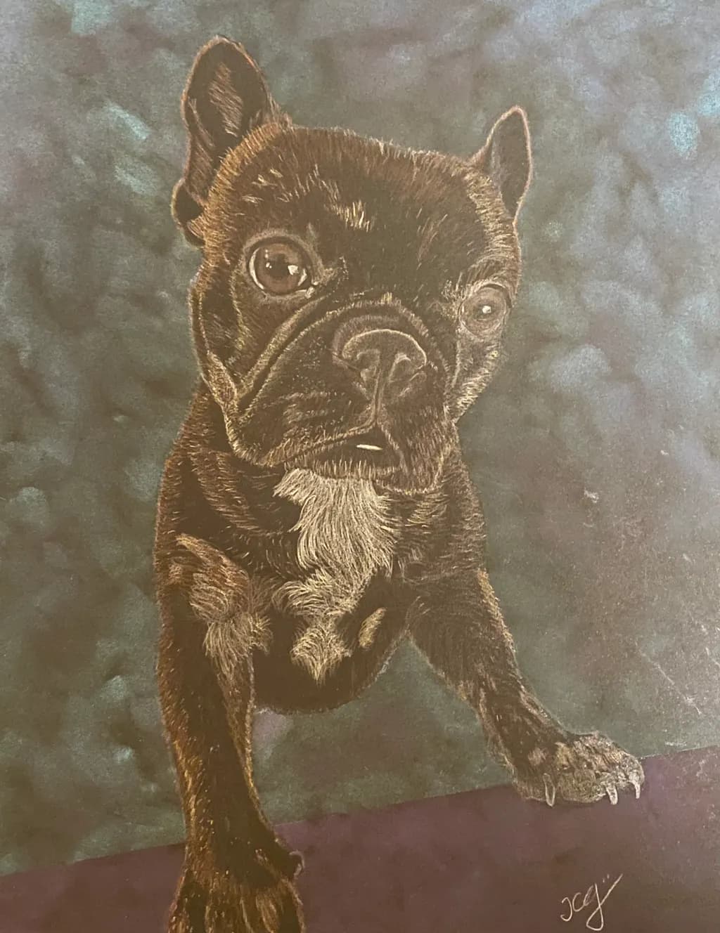 Boston Terrier Portrait