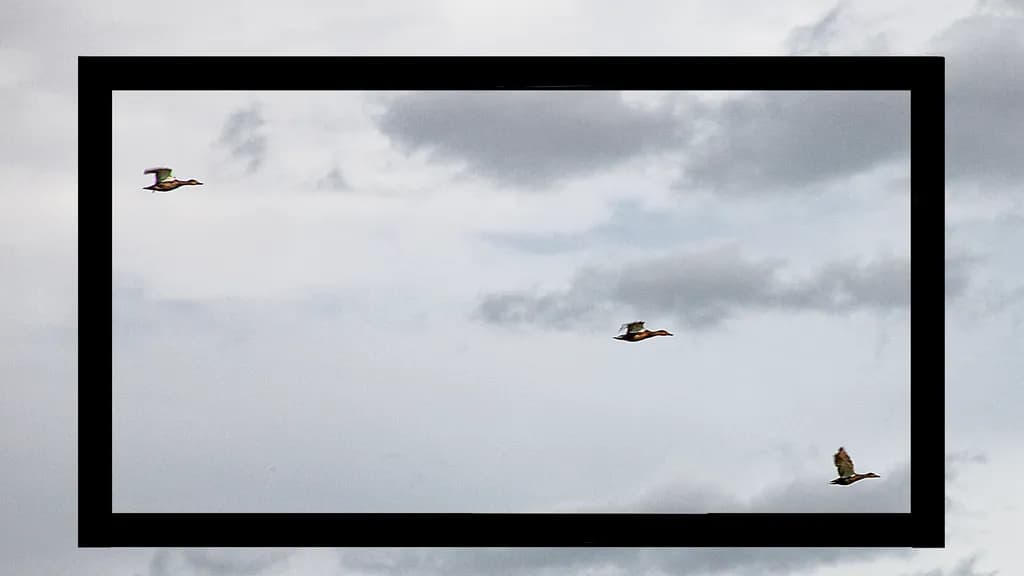 Birds in Flight