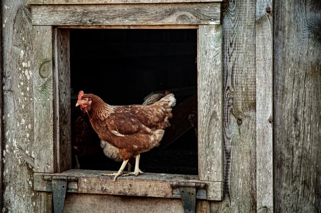 Chicken at the Coop
