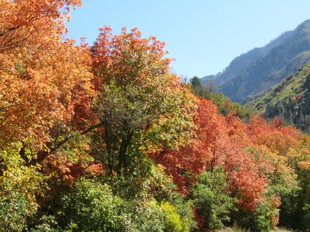 Autumn Mountain Grove