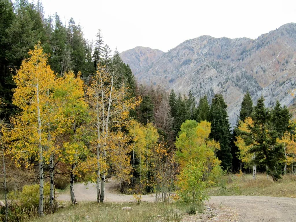Autumn Aspen Mountains