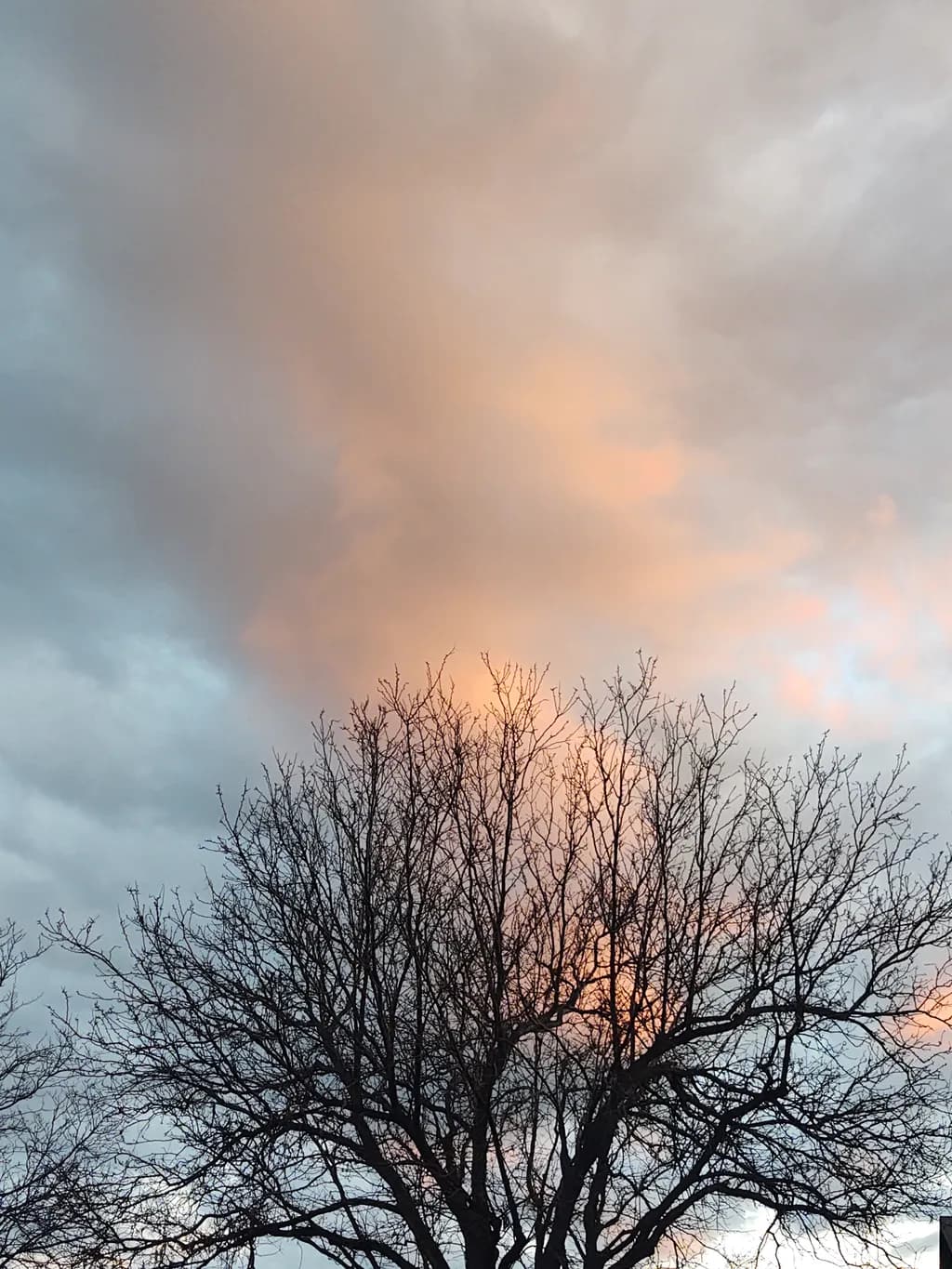 Tree Against Rose Sky