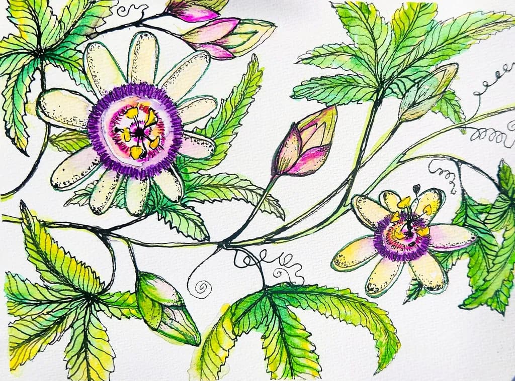 Passion Flower Vine