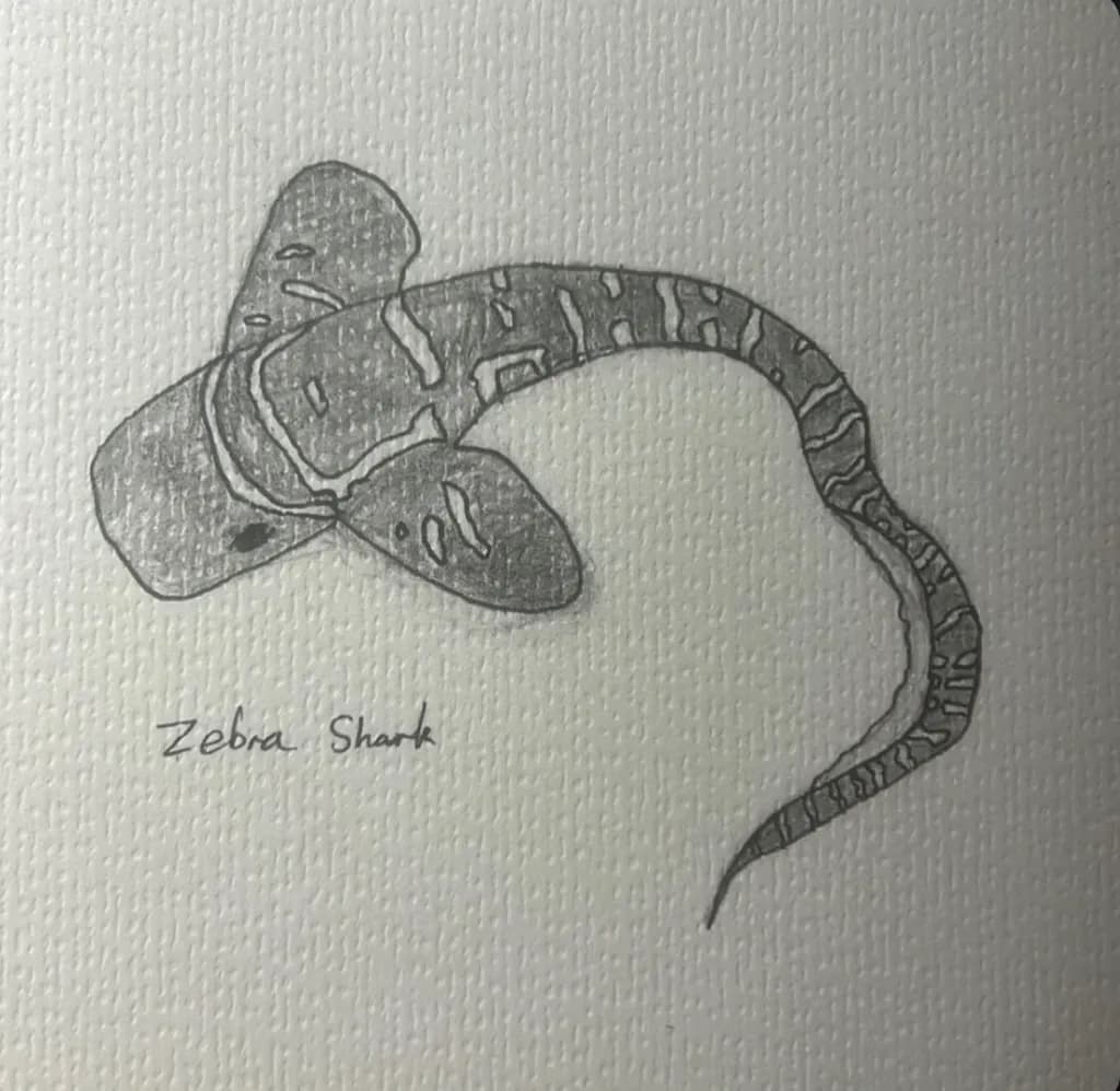 Zebra Shark Study
