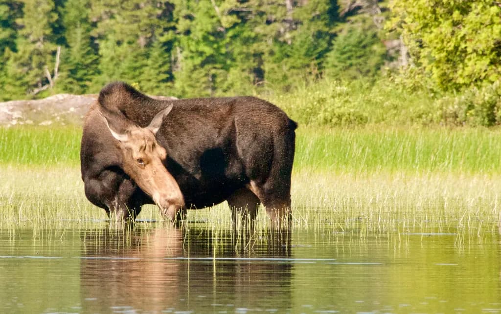 Moose Lake Reflection