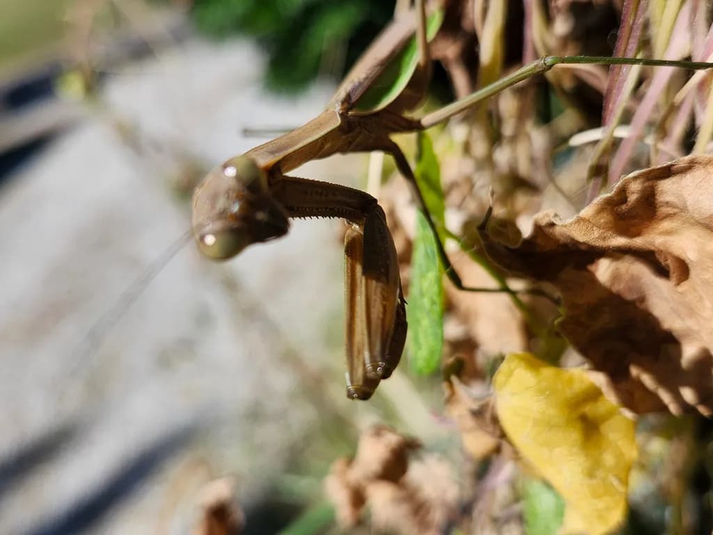 Praying Mantis Close-Up