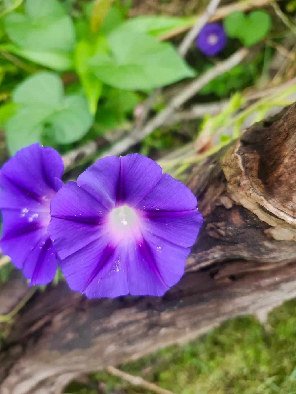 Purple Morning Glory