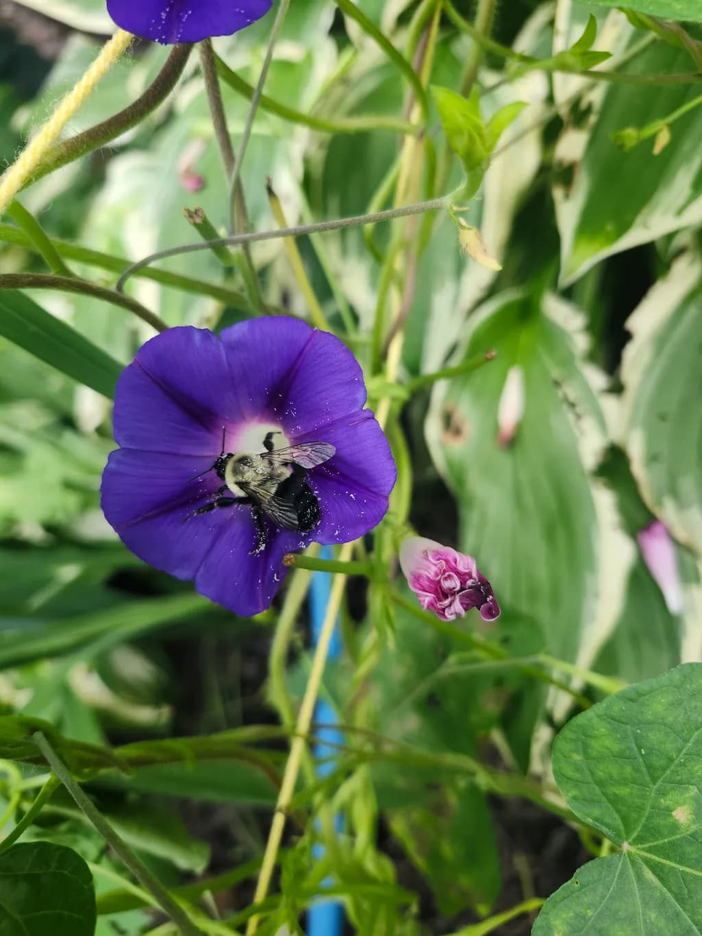 Purple Flower Bee