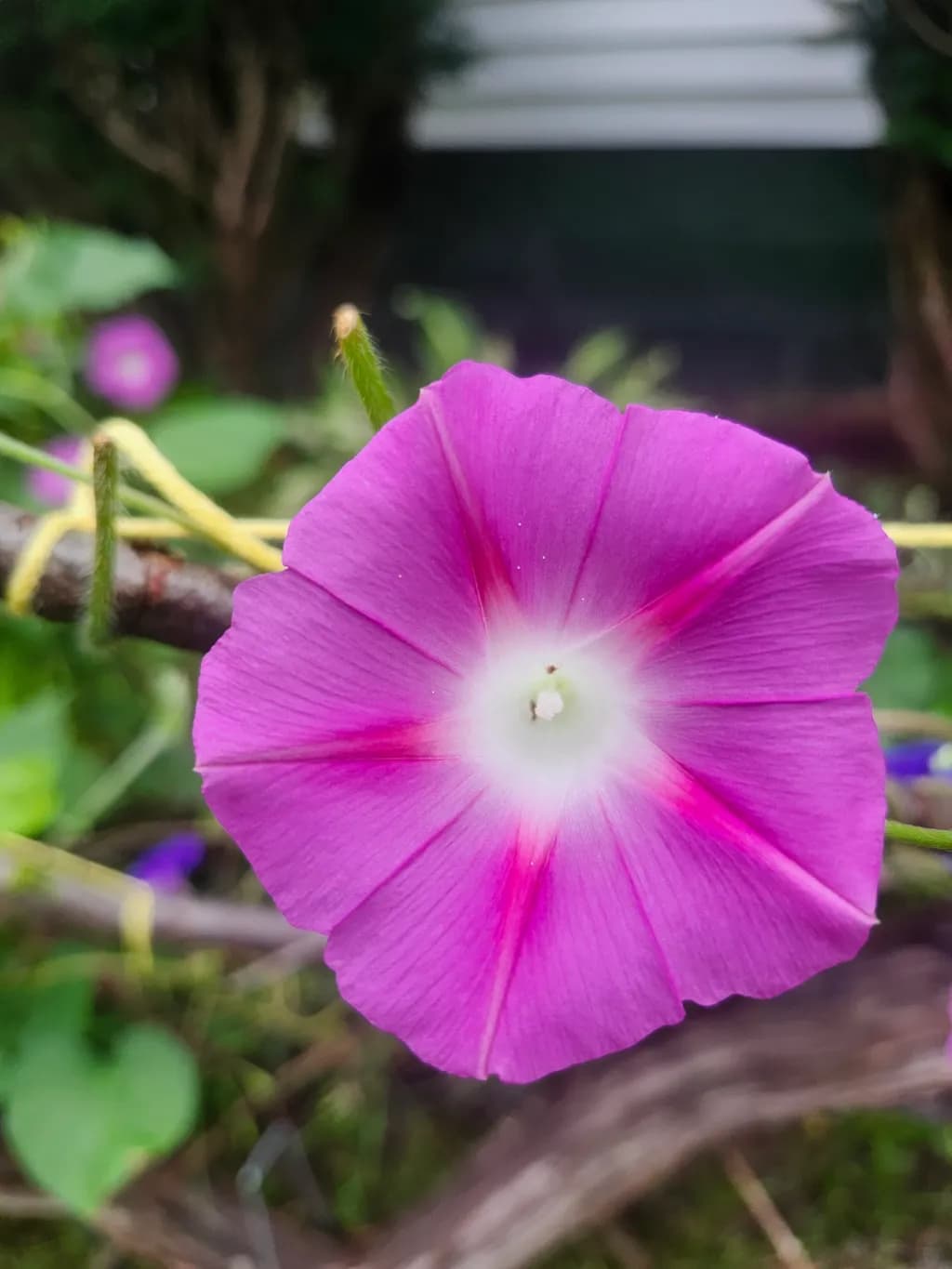 Magenta Morning Glory
