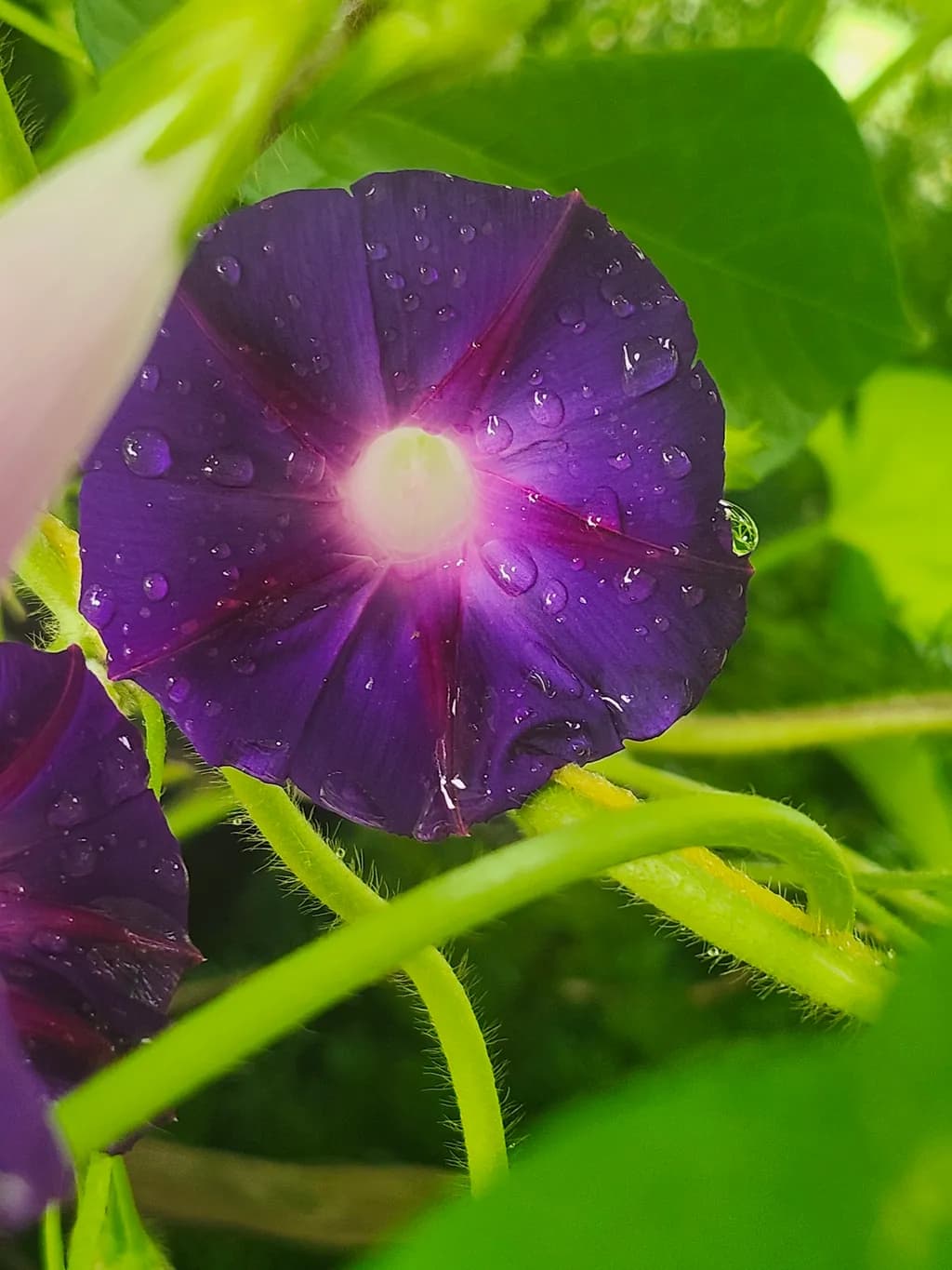 Purple Flower Dew