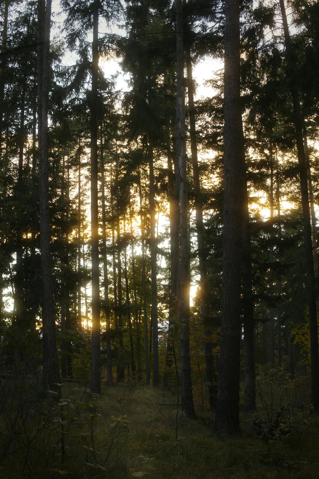 Sunlit Evergreen Forest