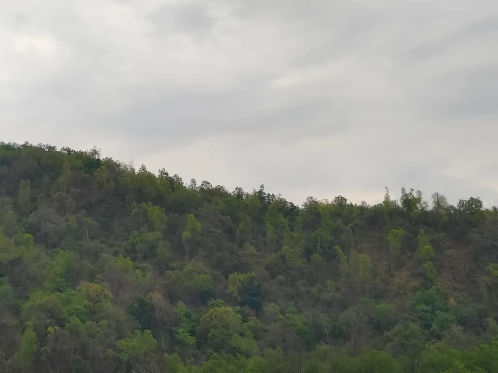 Overcast Forested Hills
