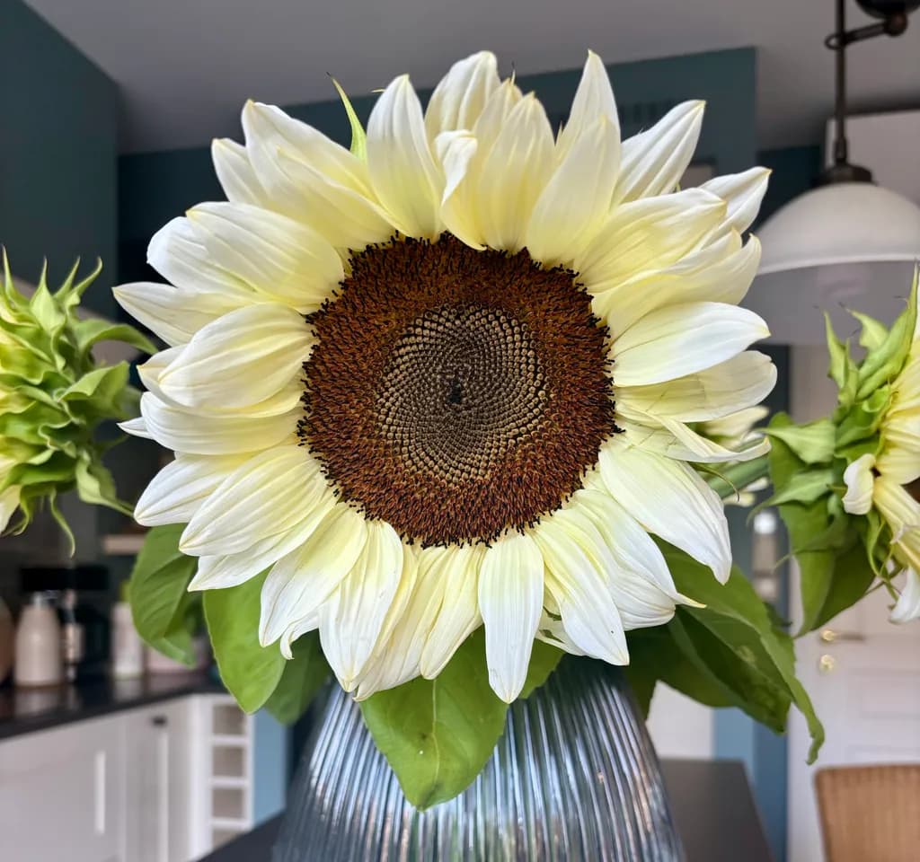 White Sunflower Bloom