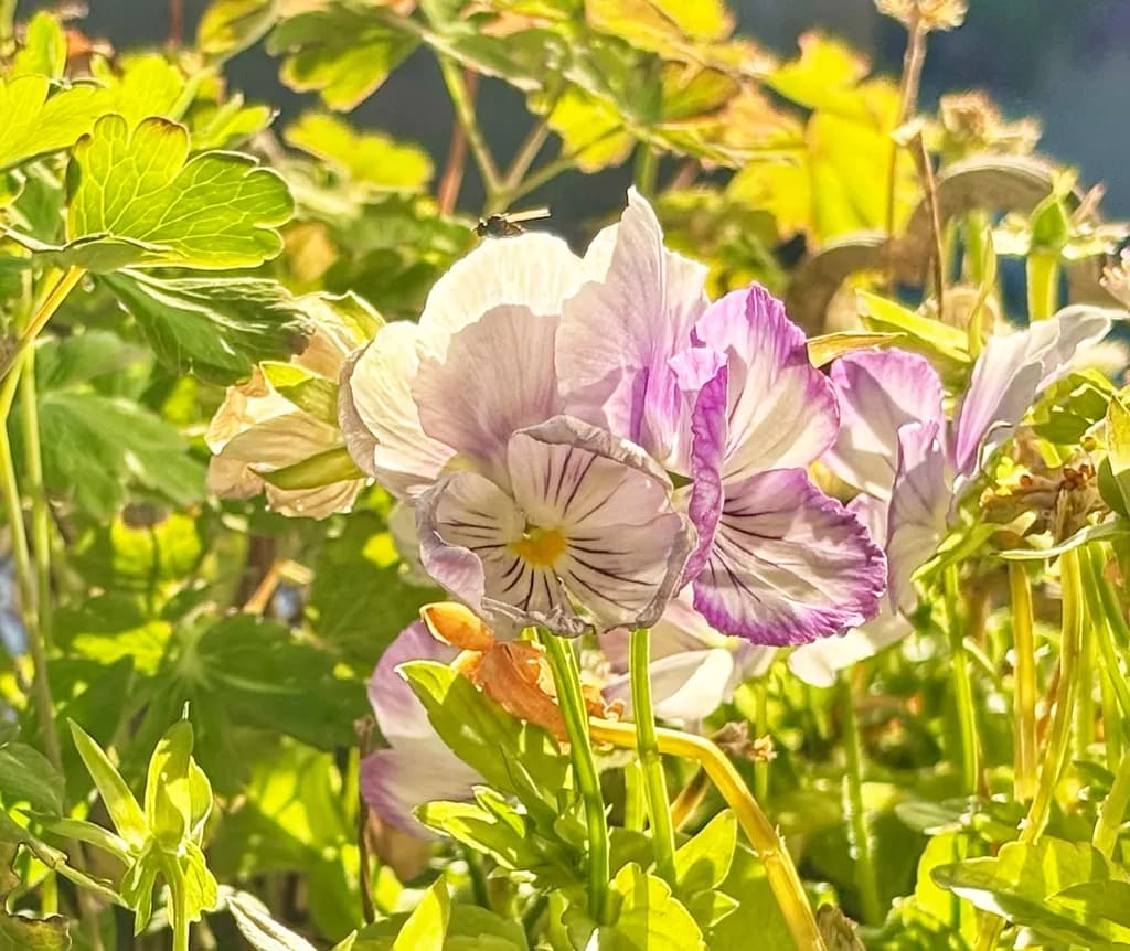 Sunlit Garden Pansies