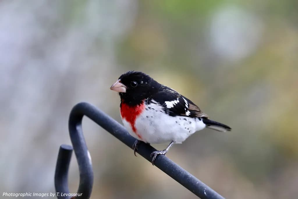 Rose-Breasted Grosbeak Perch